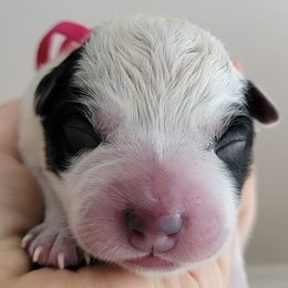 Pink Collar - Blue female Australian Cattle Dog puppy in Riverton, Utah from Rundown Ranch Cattle Dogs