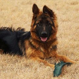 German Shepherds from Vollkommen German Shepherds