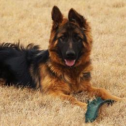 German Shepherds from Vollkommen German Shepherds