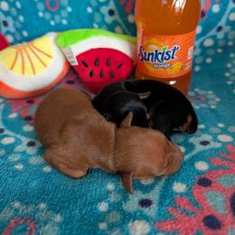 Miniature Pinscher puppies from Cheristar