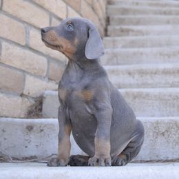 Doberman Pinscher Puppies from Obsidian Kennels