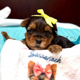 Bright Yellow - Blue and gold male Yorkshire Terrier puppy in Milton, Florida from Sassenach Yorkie Kennels
