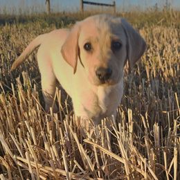 Boy 1 - Labrador Retriever puppy from Whistling Wings Retrievers, LLC.