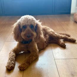Carly - Cavapoo