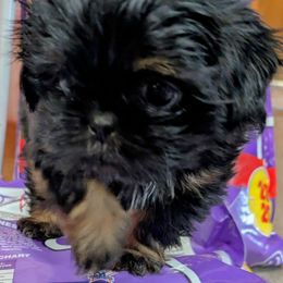Girl 3 - Black and tan female Shih Tzu puppy in Mariaville, Maine from McKayla Hairston