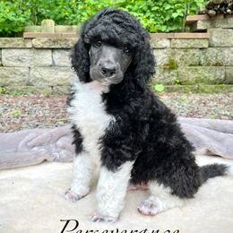 Perseverance - Parti male Poodle puppy in Hanover Township, Pennsylvania from Apricity Poodles