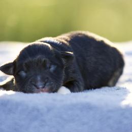 Btm - Black tri male Miniature American Shepherd puppy in Stephenville, Texas from Diamond H Aussies