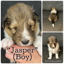 Jasper - Sable and white male Shetland Sheepdog puppy in Aumsville, Oregon from Porter Creek Kennels