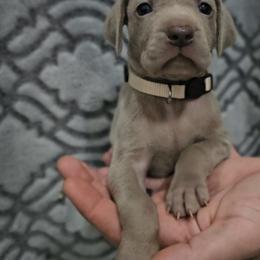 White Collar - Silver gray female Weimaraner puppy in Indiana from So-IN Weimaraner's