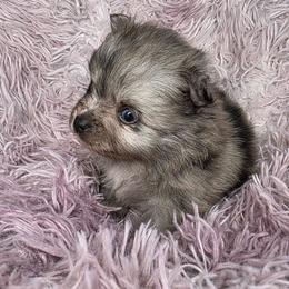 Gossamer - Blue merle female Pomeranian puppy in Smithville, Texas from Lafary Poms