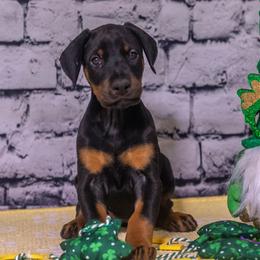 Lavender Girl - Black and rust female Doberman Pinscher puppy in Shelby, North Carolina from IronBee Dobermans