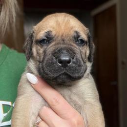 Moss (Emerald Collar) - Reddish brown male Boerboel puppy in Manitowoc, Wisconsin from Mae Boerboel
