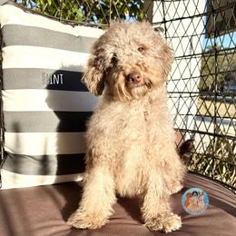 Flint - Merle male Double Doodle puppy in Southwest Ranches, Florida from Dandy Doodle Ranch