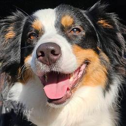 Temple - Black tri-color female Australian Shepherd puppy in Litchfield, New Hampshire from Aussies Edge Farm