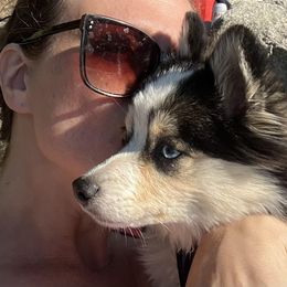 Pomsky All Grown Up from Kenna'z Kuddly Pomskiez