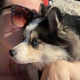 Pomsky All Grown Up from Kenna'z Kuddly Pomskiez