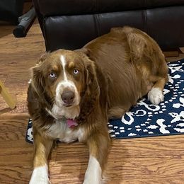 Pepper - Australian Shepherd