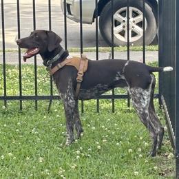 German Shorthaired Pointer Puppies from Howell Farm GSP