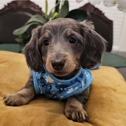 Dachshund Puppies from Duran Dachshunds