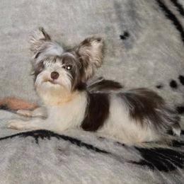 Kisses - Yorkshire Terrier