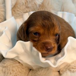 Henley - Red female Dachshund puppy in Red Bluff, California from Down The Hill Potterdale