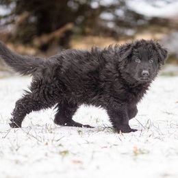 German Shepherds from Vom Jagerhaus North LLC.