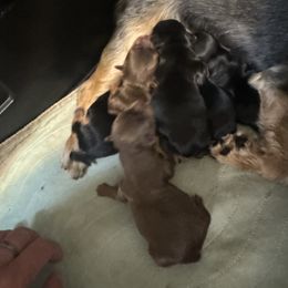 Gracie - Yorkshire Terrier