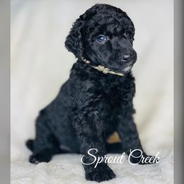 Miniature Australian Shepherd and Aussiedoodle Puppies from Sprout Creek Doodles and Poodles