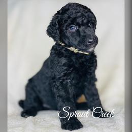 Miniature Australian Shepherd and Aussiedoodle Puppies from Sprout Creek Doodles and Poodles