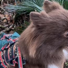 Pomeranians from Cindys Diva Pomeranians