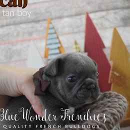 Pecan - Tricolors male French Bulldog puppy in Loxahatchee, Florida from Blue Wonder Frenchies