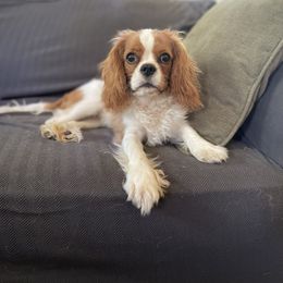 Kahana - Cavalier King Charles Spaniel