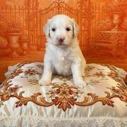 Lord Brimsley - Phantom male Goldendoodle puppy in Moncks Corner, South Carolina from Sweetgrass Goldendoodles of Moncks Corner