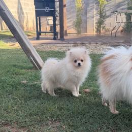 Zero - Cream male Pomeranian puppy in Phoenix, Arizona from Luxpomz