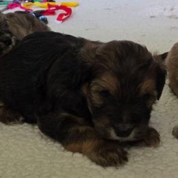 Choc - male Havapoo puppy in Medina, Ohio from Momma's Minis