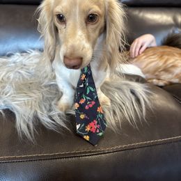 Jack Jack - Dachshund