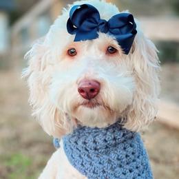 Alice - Goldendoodle