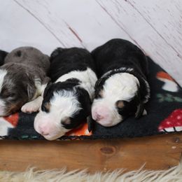 Female 3 - Tri-color female Bernedoodle puppy in Belgreen, Alabama from Scott’s Farm Poodles and Doodles