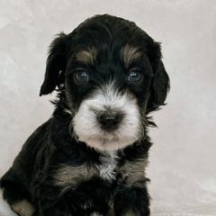 Australian Mountain Doodles, Bernedoodles, and Bernese Mountain Dogs from Berns & Doodles
