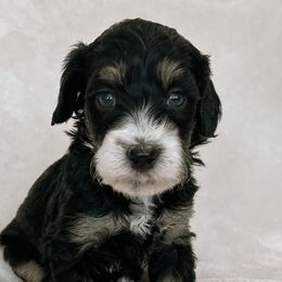 Australian Mountain Doodles, Bernedoodles, and Bernese Mountain Dogs from Berns & Doodles