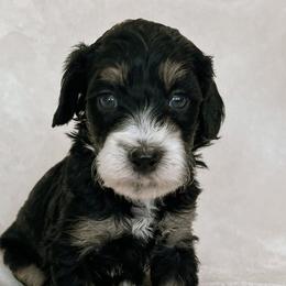 Australian Mountain Doodles, Bernedoodles, and Bernese Mountain Dogs from Berns & Doodles