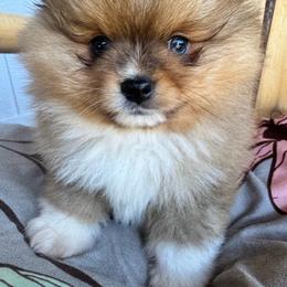 Red Teddy - Tri-colored male Pomeranian puppy in Colton, Oregon from Shelli’s Pampered Poms