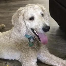 Cockapoos, Cocker Spaniels, and Labradoodles from On The Farm Doodles