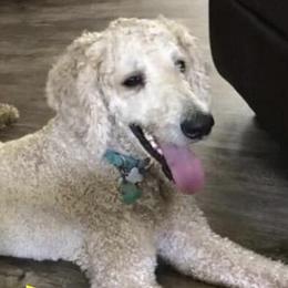 Cockapoos, Cocker Spaniels, and Labradoodles from On The Farm Doodles