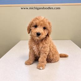 Johnny - Apricot male Goldendoodle puppy in Swartz Creek, Michigan from Michigan Doodles