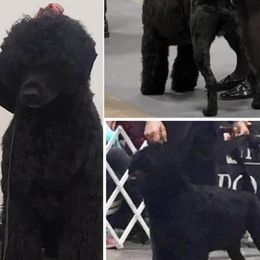 Portuguese Water Dogs from PEJA PWDs