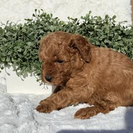 Baby Girl - Red  female Poodle puppy in Bakersfield, California from California Red Poodles