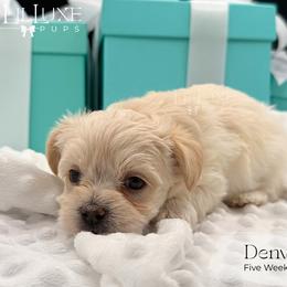 Denver - White and lemon male Morkie puppy in Scottsdale, Arizona from Lil Luxe Pups