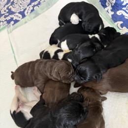 Newfoundland Puppies from Amanda Robinson