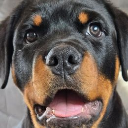 Rottweilers from Vom Haus Aurora Rottweilers